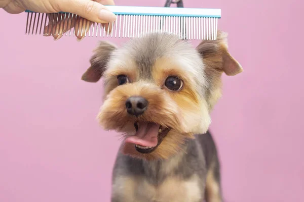 Professionella Bryr Sig Hund Specialiserad Salong Groomers Håller Verktyg Händerna — Stockfoto