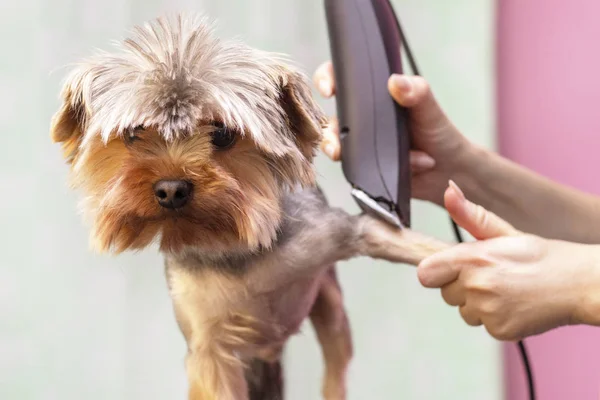 Dog gets hair cut at Pet Spa Grooming Salon. Closeup of Dog. cut the dog with a trimmer. groomer concept.