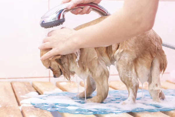 dog is washed in the pet salon. dog in foamy soapy. groomer concept.