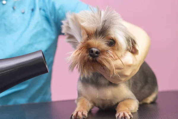 Dog gets hair cut at Pet Spa Grooming Salon. Closeup of Dog. The dog is dried with a hair dryer. groomer concept