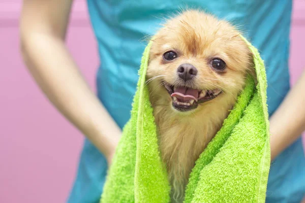 Güzel köpek cinsi Spitz. Hayvanlar için salon. Banyo yaptıktan sonra bakımlı bir köpek. tımar konsepti