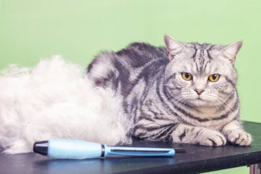 Güzellik salonunda halinden memnun bir kedi. Evcil hayvan güzellik salonunda kedi tımarlamak. Kedi tüy dökme prosedürü. Fazla saçla savaşıyor. Kedi saçının yanındadır. Yün yığını. katla kedi