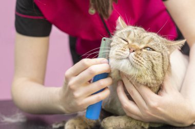 Kedi bakımı, yün tarama. Ekspres deri. Güzellik salonunda güzel bir kedi. Tımar edilmiş hayvanlar, taranmış saçlar. Kedi bakıcılığı ustası..
