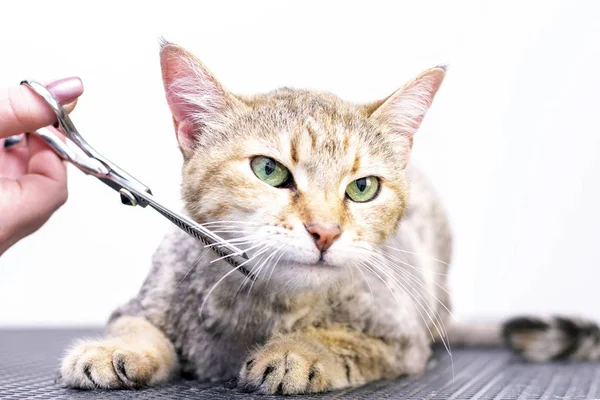 Groomer kuaförde kedi kılı kesiyor. Evcil hayvan bakımı, kedi kılı kesmek için makas kullanıyor..