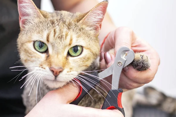 groomer cuts cats claws. Salon for animals. Beautiful cat in a beauty salon. Animal Grooming