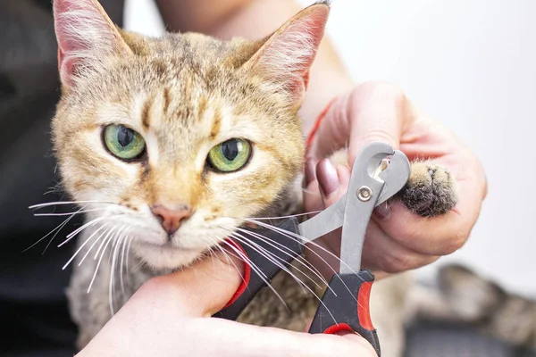 Tımarcı kedi pençesi keser. Hayvanlar için salon. Güzellik salonunda güzel bir kedi. Hayvan Bakımı