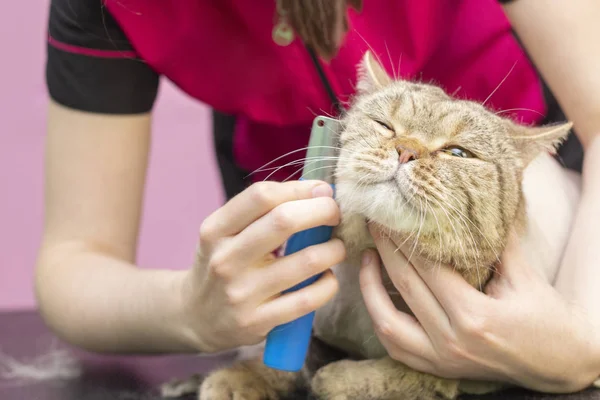 Kedi bakımı, yün tarama. Ekspres deri. Güzellik salonunda güzel bir kedi. Tımar edilmiş hayvanlar, taranmış saçlar. Kedi bakıcılığı ustası..