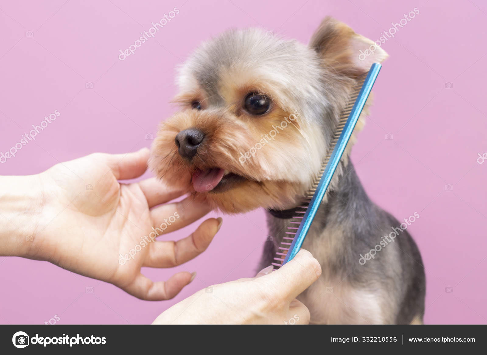 Dog Gets Hair Cut Pet Spa Grooming Salon Closeup Dog Stock Photo by  © 332210556