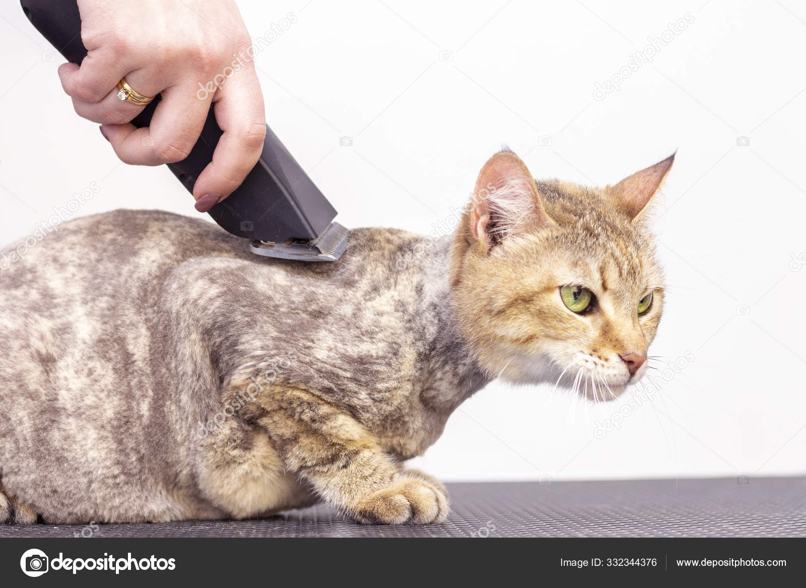 Groomer Couper Les Poils Chat Dans Salon Soins Des Animaux Image Libre De Droit Par Lev Studio C Groomer Couper Les Poils Chat Dans Salon Soins Des Animaux Image Libre De Droit Par Lev Studio C