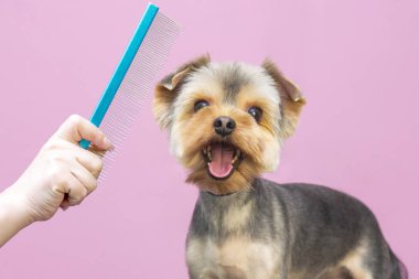 Uzman bir kuaförde profesyonel bir köpek bakımı. Tımarcılar aletleri ellerinde tutuyorlar. Pembe arka plan. tımar konsepti