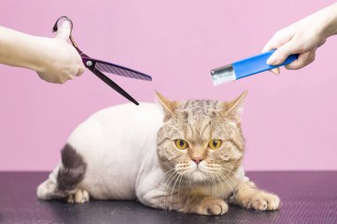 Tımarcılar aletleri ellerinde tutuyorlar. Pembe arka plan. budayıcı ile tımar etme prosedürü.