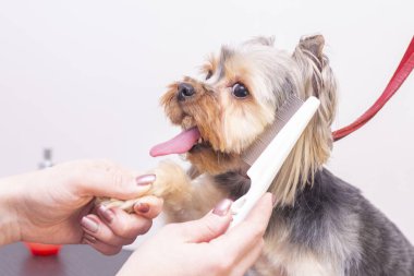 Uzman bir kuaförde profesyonel bir köpek bakımı. Tımarcılar aletleri ellerinde tutuyorlar. Pembe arka plan. tımar konsepti