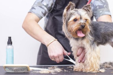 Uzman bir kuaförde profesyonel bir köpek bakımı. Tımarcılar aletleri ellerinde tutuyorlar. Pembe arka plan. tımar konsepti