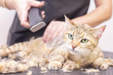 Groomer kuaförde kedi kılı kesmiş. Bir evcil hayvan dükkanında kedi kılı kesmek için budama makinesi kullanıyor..