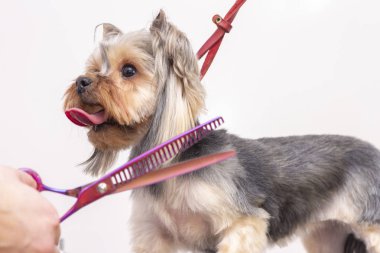 Uzman bir kuaförde profesyonel bir köpek bakımı. Tımarcılar aletleri ellerinde tutuyorlar. tımar konsepti