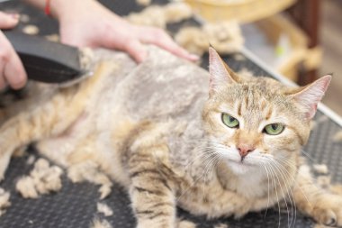 Groomer kuaförde kedi kılı kesmiş. Bir evcil hayvan dükkanında kedi kılı kesmek için budama makinesi kullanıyor..