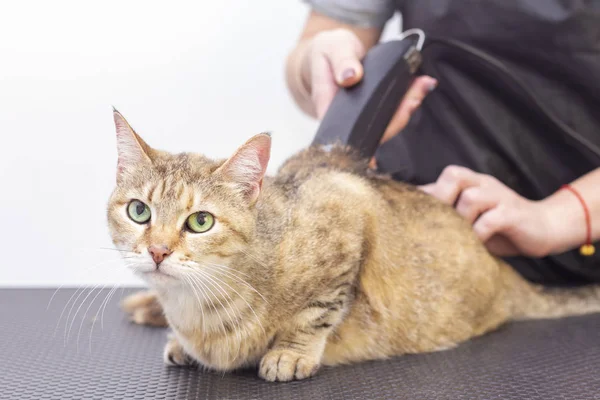 Groomer kuaförde kedi kılı kesmiş. Bir evcil hayvan dükkanında kedi kılı kesmek için budama makinesi kullanıyor..