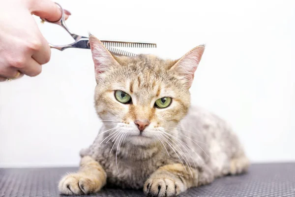 Groomer cuts cat hair in the salon. Pet care at the pet store uses scissors to cut cat hair.