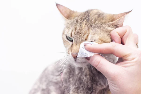 Kedilerin gözlerini pamuklu bezle temizlemek. Kedi gözü sağlıklıdır. Göz sorunlarının önlenmesi