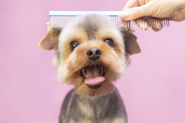 Pies Strzyże Się Salonie Pielęgnacyjnym Pet Spa Zbliżenie Psa Pies — Zdjęcie stockowe