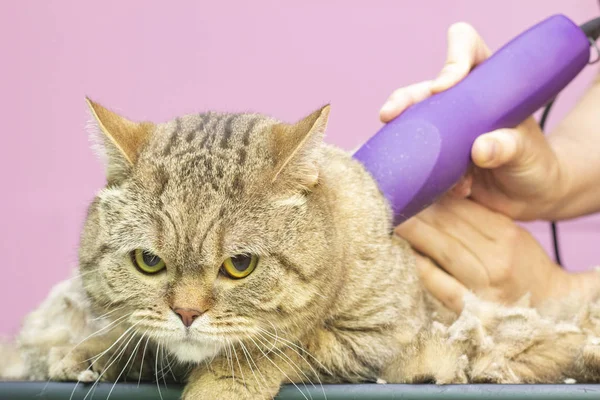 Groomer Couper Les Poils De Chat Dans Le Salon Soins Des Animaux Dans Un Animalerie Utilise Une Tondeuse Pour Couper Les Poils De Chat Contexte Femme Stock Photo Groomer Couper Les Poils De Chat Dans Le Salon Soins Des Animaux Dans Un Animalerie Utilise Une Tondeuse Pour Couper Les Poils De Chat Contexte Femme Stock Photo