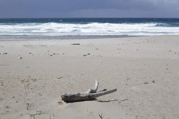 Trunk on the beach returned by the sea — Stock Photo, Image