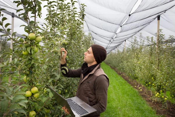 Ingegnere nel frutteto — Foto Stock