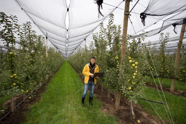 Ingegnere nel frutteto — Foto Stock