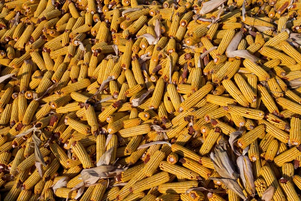 Corn cob on pile — Stock Photo, Image