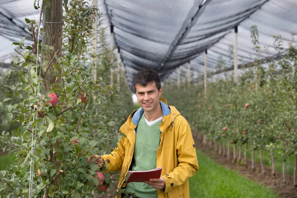 Ingenieur im Obstgarten — Stockfoto