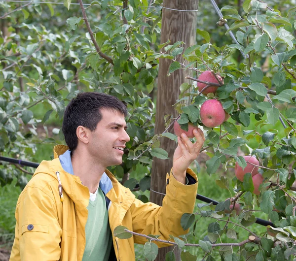 Engineer in orchard — Stock Photo, Image