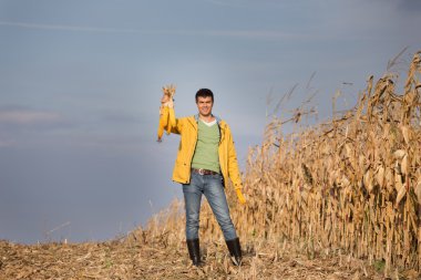Çiftçi corncobs alanı ile