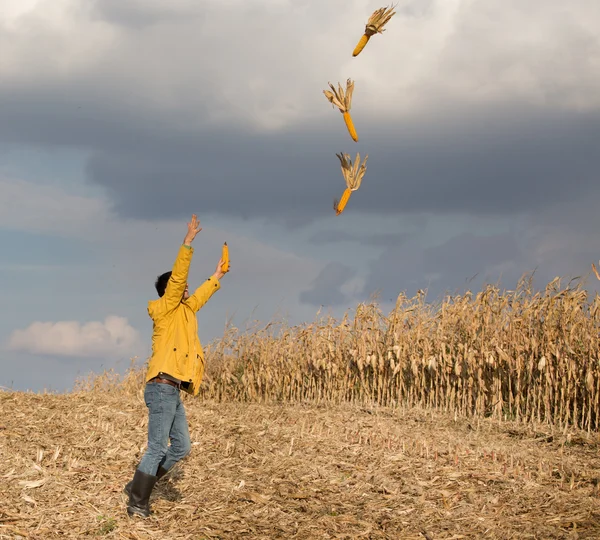 Excited farmer in corn field — Φωτογραφία Αρχείου