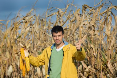 Çiftçi corncobs alanı ile
