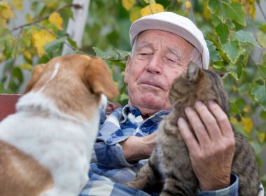 Komuta sizde Hayvanlar grubu