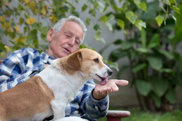 中庭で犬と年配の男性 — ストック写真