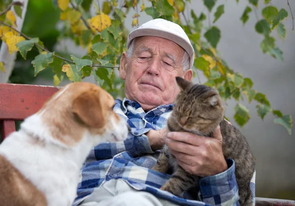 Komuta sizde Hayvanlar grubu