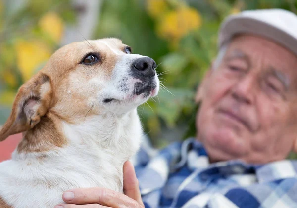 Старший мужчина с собакой во дворе — стоковое фото