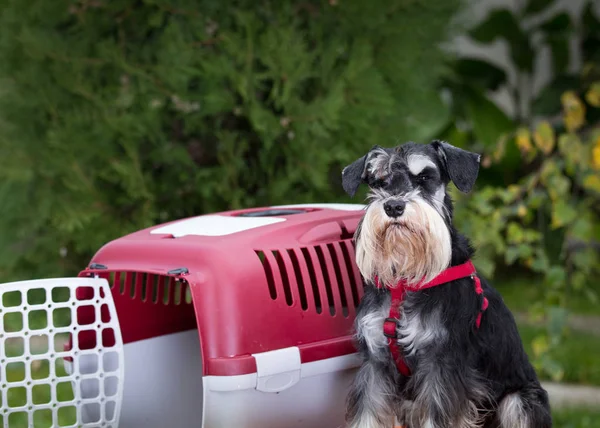 Dog beside plastic carrier — Stock Photo, Image