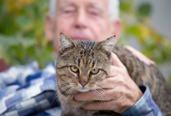 Cat in old man 's lap — стоковое фото