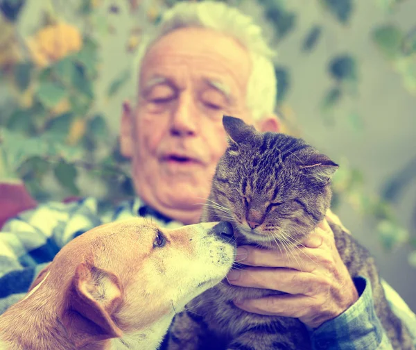 Любовь собак и кошек — стоковое фото