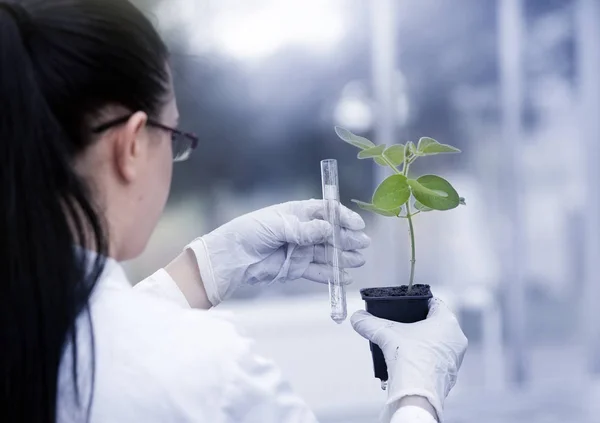 Biologo versare liquido in vaso di fiori con germoglio — Foto Stock