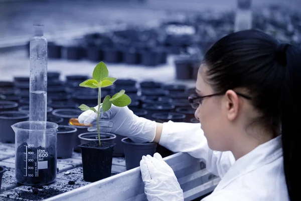 生物学家把液体倒进花盆与新芽 — 图库照片