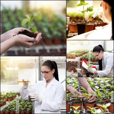 Mühendisi olarak sera kolaj