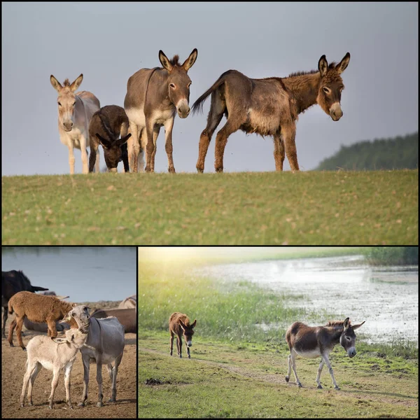 Koláž z oslů — Stock fotografie