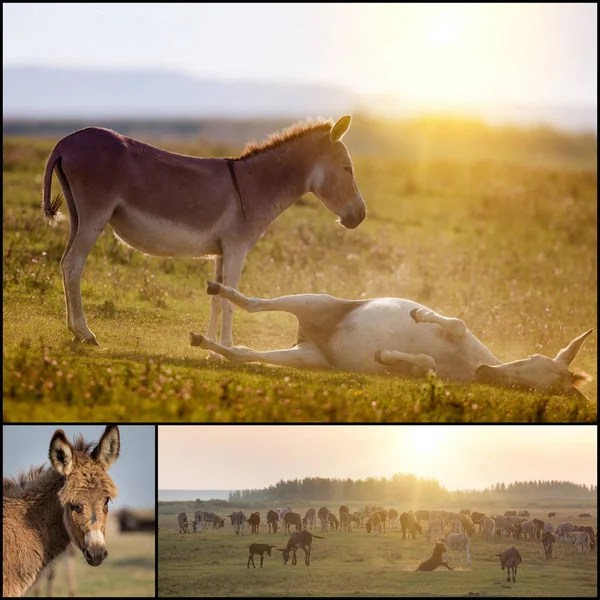 Collage de burros —  Fotos de Stock