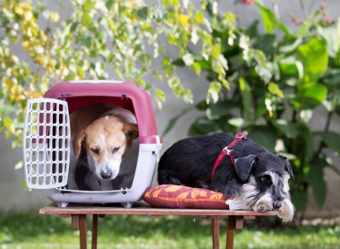 Taşıyıcı ile iki köpek