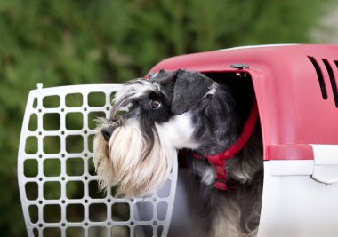 Köpek plastik taşıyıcıya