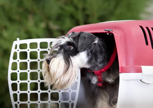 Köpek plastik taşıyıcıya — Stok fotoğraf