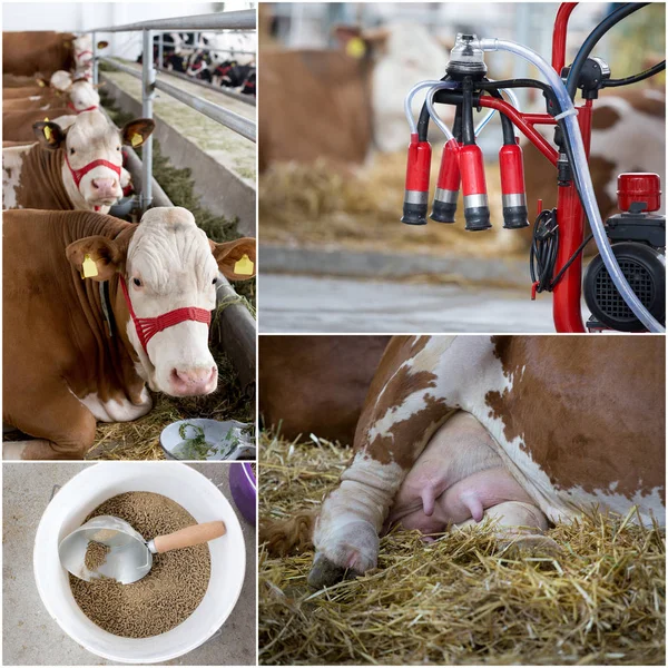Collage de la industria láctea — Foto de Stock